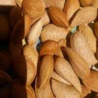 آگهی مشابه فروش بادام دیمی در گروه بادام - درختی کوهی زمینی فروش عمده در یکمیوه