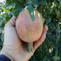 آگهی مشابه فروش انار بهشهر در گروه خرید فروش عمده انار - ساوه شیراز شیرین ترش در یکمیوه