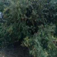 آگهی مشابه فروش انار ترش در گروه خرید فروش عمده انار - ساوه شیراز شیرین ترش در یکمیوه