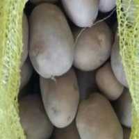 آگهی مشابه فروش 2 تن سیب بذری در گروه خرید فروش عمده سیب زمینی - زودرس دیررس آگریا اسپریت اردبیل همدان در یکمیوه