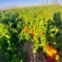 آگهی مشابه فروش گوجه فرنگی در گروه خرید فروش عمده گوجه - فرنگی سبز قرمز سیاه کبابی ربی در یکمیوه