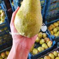 آگهی مشابه فروش شاه گلابی در گروه خرید فروش عمده گلابی - شاه میوه نطنز قرمز خاردار در یکمیوه