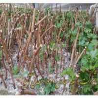 آگهی مشابه فروش خاک پرلیت ویژه گلخانه در گروه خرید فروش کود و مواد شیمیایی - اوره پتاس مرغی کمپوست آهن در یکمیوه