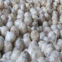 آگهی مشابه فروش بذر و انواع مختلف پیازچه موسیر در گروه خرید فروش بذر - انواع محصول کشاورزی گوجه کتان میوه درخت در یکمیوه