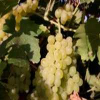 آگهی مشابه فروش انگور عسکری در گروه خرید فروش عمده انگور - یاقوتی شانی عسگری بی دانه قرمز در یکمیوه