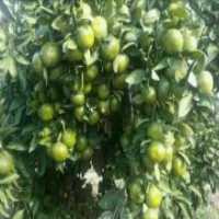 آگهی مشابه فروش نارنگی ژاپنی پوست نازک در گروه خرید فروش عمده نارنگی - ژاپنی بندر فروش عمده محصولات در یکمیوه