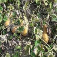 آگهی مشابه فروش کدو حلوایی رسیده در گروه خرید فروش عمده کدو - سبز خورشتی بندر ورامین کرج سفید در یکمیوه