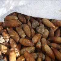 آگهی مشابه فروش بلوط خشک خوراک دامی در گروه خوراک دام و طیور - پرواری شیری علوفه یونجه در یکمیوه