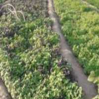 آگهی مشابه فروش انواع سبزی خشک نیشابوری در گروه خرید فروش عمده انواع سبزی ها در یکمیوه