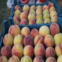 آگهی مشابه خریدار نقدی هلو و شلیل از باغ در گروه خرید فروش عمده هلو - زعفرانی حاج کاظمی سفید هسته جدا در یکمیوه