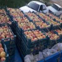 آگهی مشابه خریدار نقدی هلو و شلیل عمده از باغ در گروه خرید فروش عمده هلو - زعفرانی حاج کاظمی سفید هسته جدا در یکمیوه