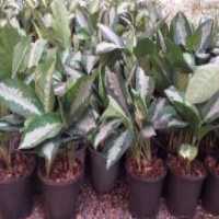 آگهی مشابه فروش عمده گل و گیاه  در محلات در گروه خرید فروش عمده گیاهان زینتی - گرمسیری آپارتمانی باغچه آب در یکمیوه