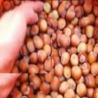 آگهی مشابه فروش فندق تازه در گروه خرید فروش عمده فندق - میوه تازه خام تیره عمده فروشی در یکمیوه