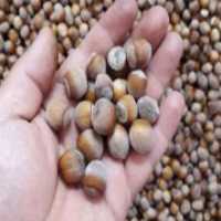 آگهی مشابه فروش فندق وشنوه امسالی در گروه خرید فروش عمده فندق - میوه تازه خام تیره عمده فروشی در یکمیوه