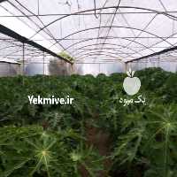 آگهی مشابه فروش برگ پاپایا به صورت خشک و تازه در تهران در گروه میوه های خشک - پرتقال سیب حبه ورق صنعتی خانگی در یکمیوه