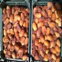 آگهی مشابه فروش رطب و خرمای درجه یک در شیراز در گروه خرید فروش عمده خرما - کبکاب تازه زاهدی خشک خارک در یکمیوه