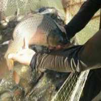 آگهی مشابه فروش و پخش بچه ماهی و غذای ماهی ها در گیلان در گروه ماهی قزل آلا - سالمون خال قرمز خرید و فروش دریا پرورشی در یکمیوه