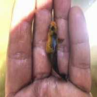 آگهی مشابه فروش عمده ماهی مولی طلایی در اصفهان در گروه انواع ماهی - سالمون شیر کپور قرمز شوریده سفید گوپی مرکب در یکمیوه