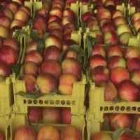 آگهی مشابه فروش شلیل مغان صادراتی در اردبیل در گروه خرید فروش عمده شلیل - شمس شبرنگ مغان انجیری سبز رفعتی در یکمیوه