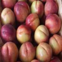 آگهی مشابه فروش میوه شلیل مغان در اردبیل در گروه خرید فروش عمده شلیل - شمس شبرنگ مغان انجیری سبز رفعتی در یکمیوه