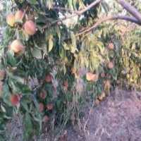 آگهی مشابه فروش شلیل شمس در قزوین در گروه خرید فروش عمده شلیل - شمس شبرنگ مغان انجیری سبز رفعتی در یکمیوه