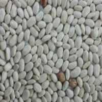 آگهی مشابه خریدار حبوبات نخود لوبیا در سمنان در گروه خرید فروش عمده نخود - فرنگی خام سبز فروش عمده در یکمیوه