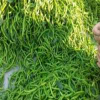 آگهی مشابه فروش فلفل شیرین و تند در آبعلی در گروه خرید فروش عمده فلفل - دلمه سبز رنگی پاریریکا هالوپینو کاین در یکمیوه