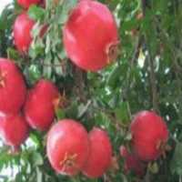 آگهی مشابه فروش انار در محمودآباد در گروه خرید فروش عمده انار - ساوه شیراز شیرین ترش در یکمیوه