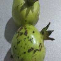 آگهی مشابه فروش انار در جویبار در گروه خرید فروش عمده انار - ساوه شیراز شیرین ترش در یکمیوه