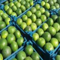 آگهی مشابه خرید نارنگی و پرتقال و تامسون در گروه خرید فروش عمده پرتقال - پرتقال رسمی تامسون خونی جنوب در یکمیوه