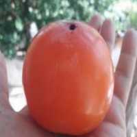 آگهی مشابه فروش نهال در ساری در گروه خرید فروش نهال - انواع گردو پسته بادام سلطانی انگور در یکمیوه