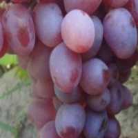 آگهی مشابه فروش نهال در ساری در گروه خرید فروش نهال - انواع گردو پسته بادام سلطانی انگور در یکمیوه