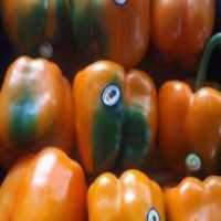 آگهی مشابه خریدار فلفل دلمه ای رنگی در گروه خرید فروش عمده فلفل - دلمه سبز رنگی پاریریکا هالوپینو کاین در یکمیوه