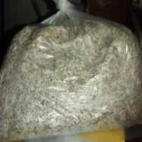 آگهی مشابه فروش بذر کاهو در آمل در گروه خرید فروش بذر - انواع محصول کشاورزی گوجه کتان میوه درخت در یکمیوه