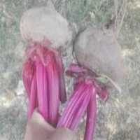 آگهی مشابه فروش چغندر در قزوین در گروه خرید فروش عمده چغندر - قند لبویی قرمز سفید در یکمیوه