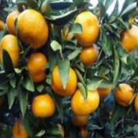 آگهی مشابه فروش نارنگی در قائم شهر در گروه خرید فروش عمده نارنگی - ژاپنی بندر فروش عمده محصولات در یکمیوه