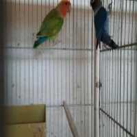 آگهی مشابه فروش انواع پرنده در گروه انواع پرنده - زینتی عروس هما مینا طوطی مرغ عشق در یکمیوه