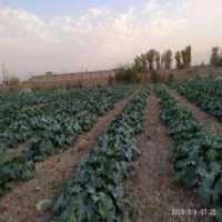 آگهی مشابه فروش کدو  در تهران در گروه خرید فروش عمده کدو - سبز خورشتی بندر ورامین کرج سفید در یکمیوه