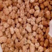 آگهی مشابه فروش توت و گردو در پاوه در گروه خرید فروش عمده توت - خرید شاتوت سفید طلایی موزی قرمز در یکمیوه