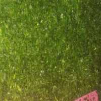 آگهی مشابه فروش انواع سفارشات در تبریز در گروه انواع سرخ شده و پخته شده - فروش عمده در یکمیوه