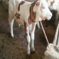 آگهی مشابه فروش دام زنده پرواری گوشتی در سلفچگان در گروه گاو و گوسفند و میش و بز کهره گوساله سمینتال در یکمیوه