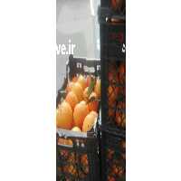 آگهی مشابه فروش و حق العمل کاری نظر نارویی در زاهدان در گروه حق العمل کاری محصولات کشاورزی و دامداری خدمات کارمزد در یکمیوه