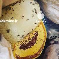 آگهی مشابه فروش عسل در تهران در گروه عسل و فرآورده ی مربا - طبیعی گون کوهی آویشن در یکمیوه