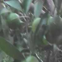 آگهی مشابه فروش پرتقال نارنگی سردرختی در مازندران در گروه خرید فروش عمده نارنگی - ژاپنی بندر فروش عمده محصولات در یکمیوه