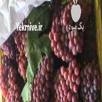 آگهی مشابه فروش انگوریاقوتی در گروه خرید فروش عمده انگور - یاقوتی شانی عسگری بی دانه قرمز در یکمیوه