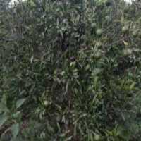 آگهی مشابه فروش نارنگی ژاپنی در گروه خرید فروش عمده نارنگی - ژاپنی بندر فروش عمده محصولات در یکمیوه