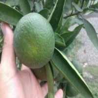 آگهی مشابه فروش نارنگی ژاپنی در گروه خرید فروش عمده نارنگی - ژاپنی بندر فروش عمده محصولات در یکمیوه