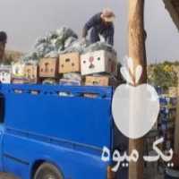 آگهی مشابه فروش خیار در مراغه در گروه خرید فروش عمده خیار - بوته درختی سبز مجلسی شوری خاردار چنبر اصفهان در یکمیوه