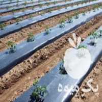 آگهی مشابه فروش نایلون کشاورزی و مالچ در اصفهان در گروه خرید فروش بسته بندی نایلونی - کیسه نایلکس مشما پلاستیک در یکمیوه