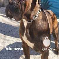آگهی مشابه فروش سگ باکسر ماده در مهر در گروه سگ و گربه _ نگهبان هاسکی ژرمن دوبرمن سرابی در یکمیوه